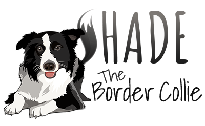 SHADE The Border Collie 