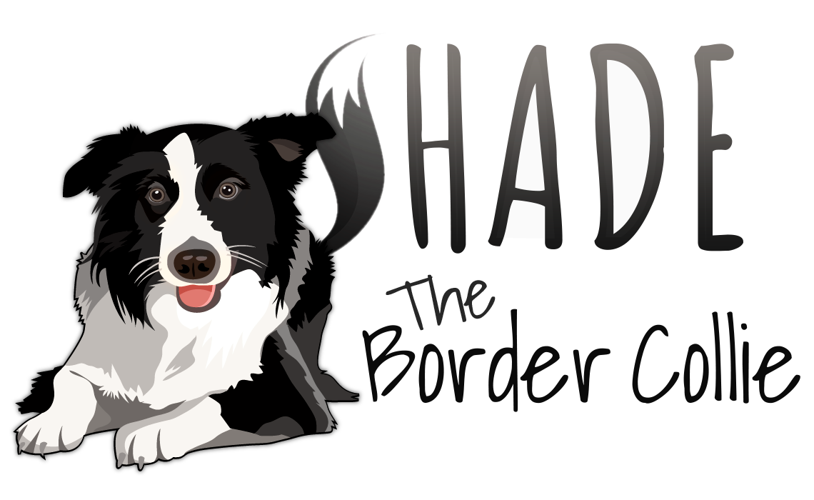 SHADE The Border Collies Flycatcher